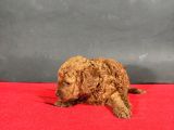 Mi̇ni̇ Boy Toy Poodle Red Bebekleri̇m