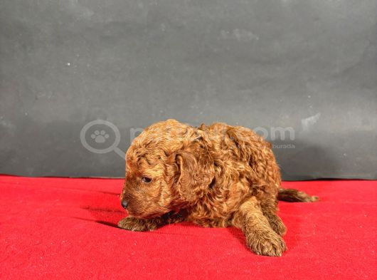 Mi̇ni̇ Boy Toy Poodle Red Bebekleri̇m görsel