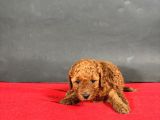 Mi̇ni̇ Boy Toy Poodle Red Bebekleri̇m
