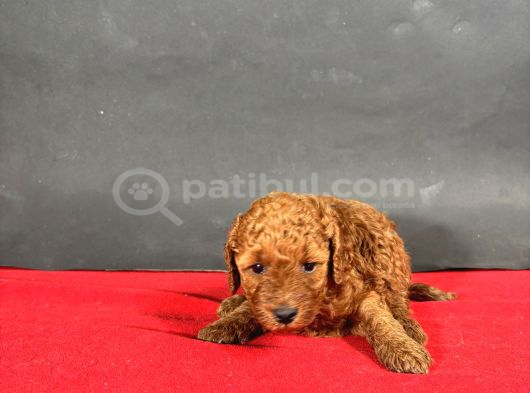 Mi̇ni̇ Boy Toy Poodle Red Bebekleri̇m görsel