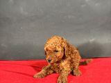 Mi̇ni̇ Boy Toy Poodle Red Bebekleri̇m