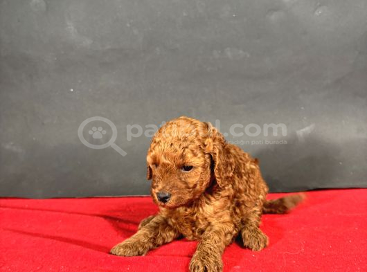 Mi̇ni̇ Boy Toy Poodle Red Bebekleri̇m görsel