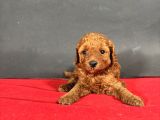 Mi̇ni̇ Boy Toy Poodle Red Bebekleri̇m