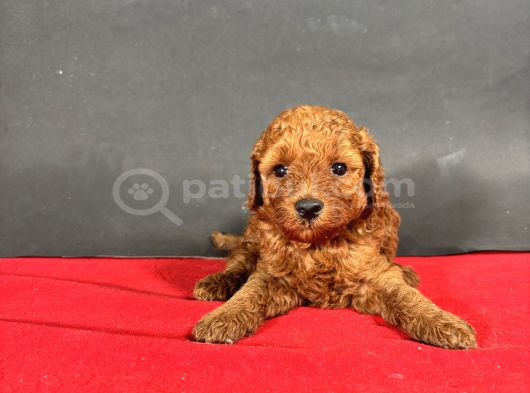 Mi̇ni̇ Boy Toy Poodle Red Bebekleri̇m görsel