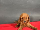 Mi̇ni̇ Boy Toy Poodle Red Bebekleri̇m