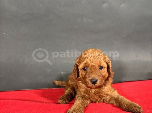 Mi̇ni̇ Boy Toy Poodle Red Bebekleri̇m görsel