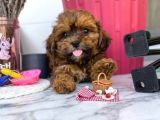 Çok Uygun Maltipoo Bebekler
