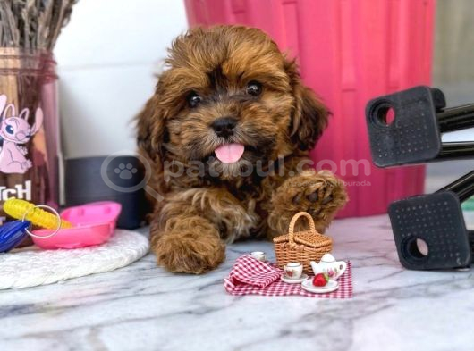 Çok uygun maltipoo bebekler