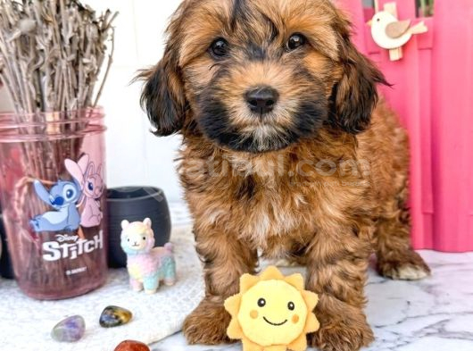 Çok Uygun Maltipoo Bebekler görsel