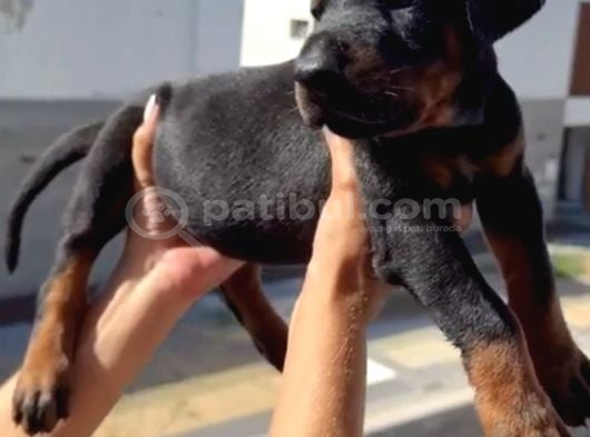 A Scr Belgeli Üst Düzey Doberman Yavruları görsel