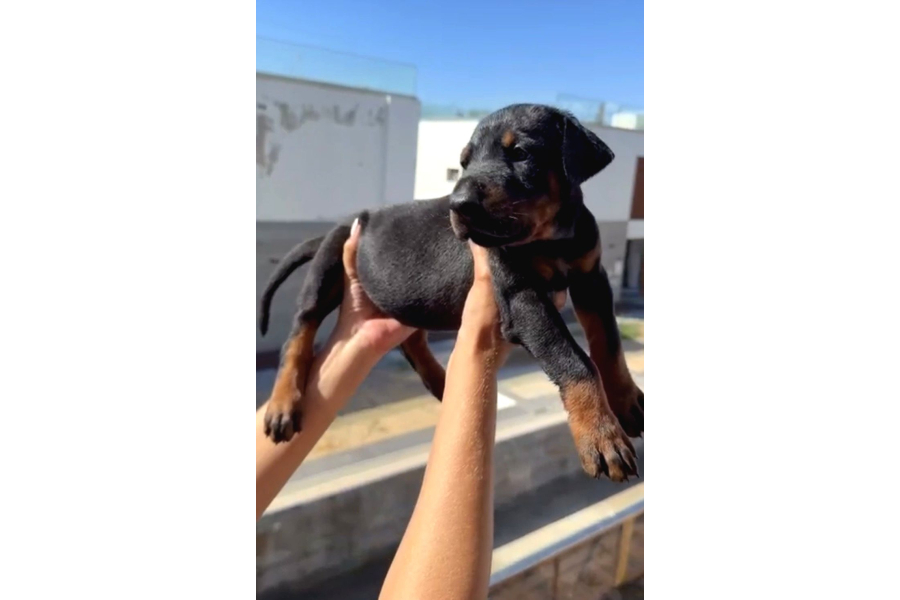 A Scr Belgeli Üst Düzey Doberman Yavruları