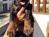 A Scr Belgeli Üst Düzey Doberman Yavruları