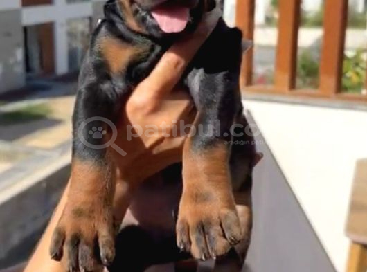 A Scr Belgeli Üst Düzey Doberman Yavruları görsel