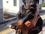 A Scr Belgeli Üst Düzey Doberman Yavruları