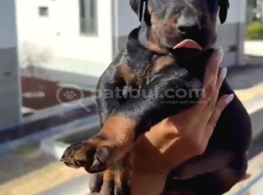 A Scr Belgeli Üst Düzey Doberman Yavruları görsel