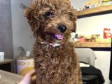 Toy Poodle Yavrumuz Stella