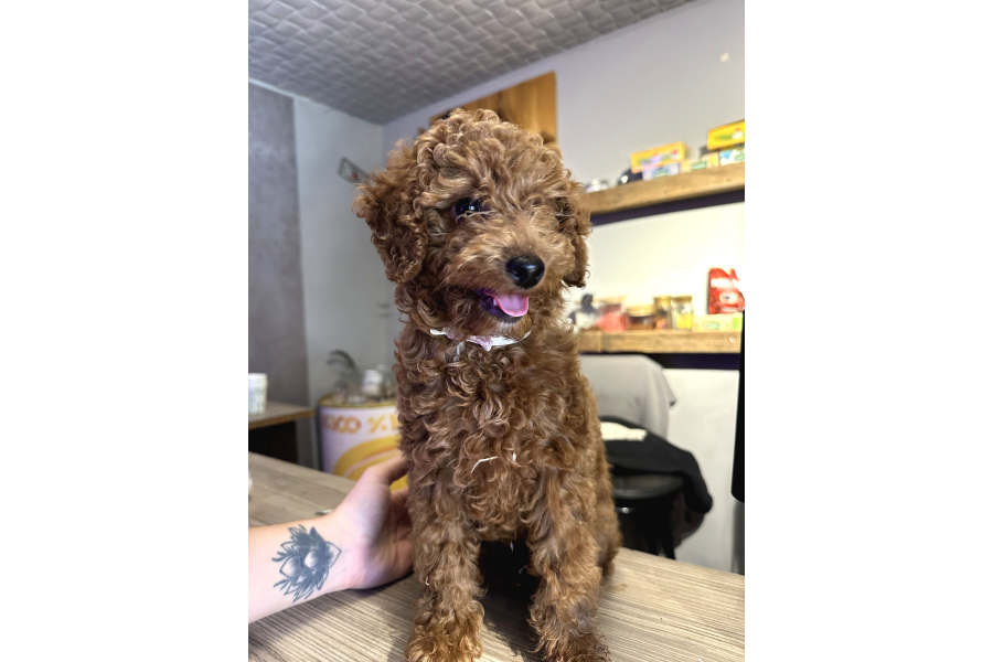 Toy Poodle Yavrumuz Stella