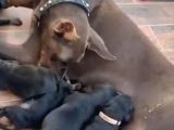 A Scr Belgeli Üst Düzey Doberman Yavruları