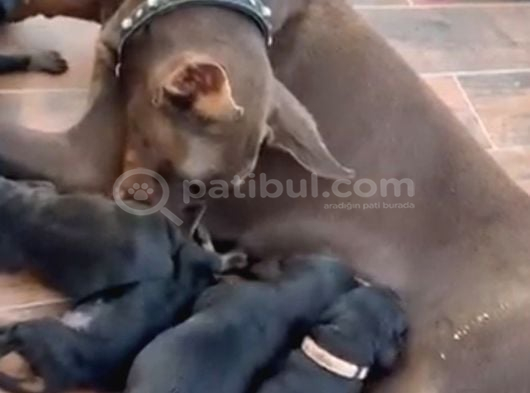 A Scr Belgeli Üst Düzey Doberman Yavruları görsel