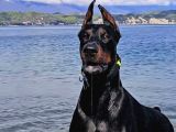 A Scr Belgeli Üst Düzey Doberman Yavruları