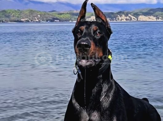A SCR Belgeli Üst Düzey Doberman Yavruları
