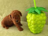 Harika Toy Poodle Küçük Boy Yavrular