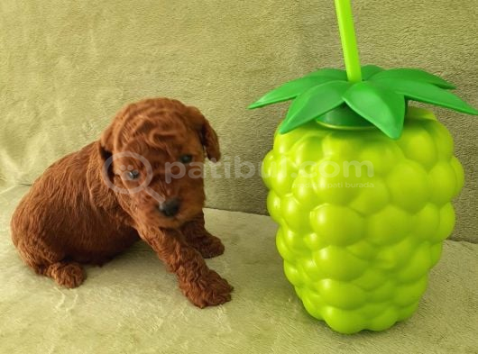 Harika Toy Poodle Küçük Boy Yavrular görsel