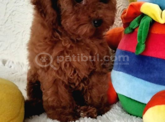 Harika Toy Poodle Küçük Boy Yavrular görsel