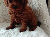 Harika Toy Poodle Küçük Boy Yavrular