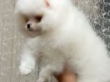 Kartopu Gibi - Pofuduk - Boo Surat Dişi Pomerian Yavrumuz