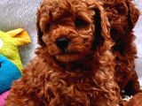 Harika Toy Poodle Küçük Boy Yavrular