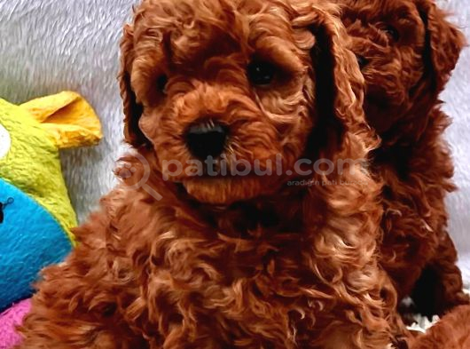 Harika Toy Poodle Küçük Boy Yavrular görsel