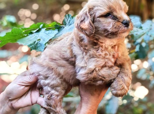 Poodle Gibi Maltipo Yavrularımız görsel