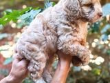 Poodle Gibi Maltipo Yavrularımız