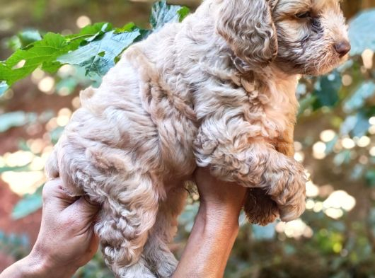 Poodle Gibi Maltipo Yavrularımız görsel