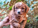 Poodle Gibi Maltipo Yavrularımız