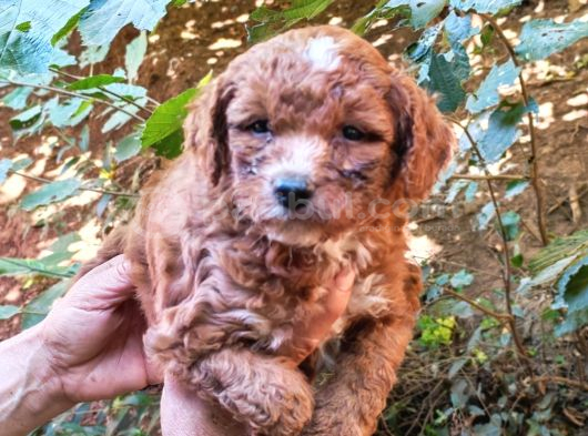 Poodle Gibi Maltipo Yavrularımız