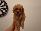 Kore 0 Numara Maltipoo Bebeklerimiz Sizleri Bekliyor