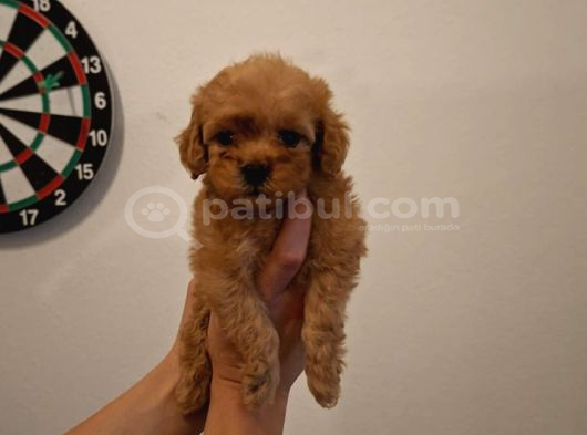 Kore 0 Numara Maltipoo Bebeklerimiz Sizleri Bekliyor görsel