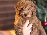 Toy Poodle Yavrumuz Stella