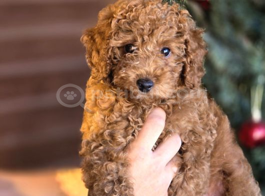 Toy Poodle Yavrumuz Stella görsel
