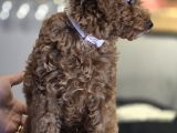 Toy Poodle Yavrumuz Stella