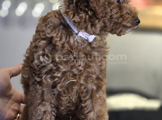 Toy Poodle Yavrumuz Stella görsel