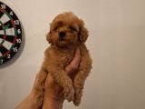 Kore 0 Numara Maltipoo Bebeklerimiz Sizleri Bekliyor