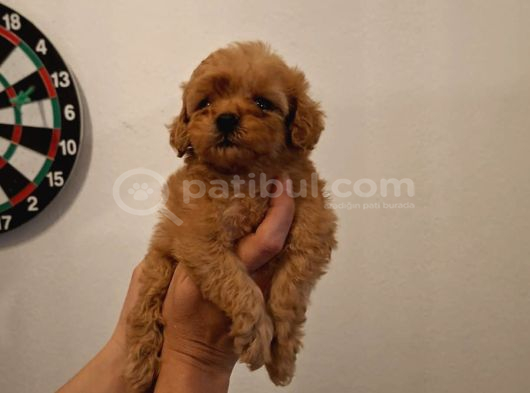 Kore 0 Numara Maltipoo Bebeklerimiz Sizleri Bekliyor görsel