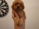 Kore 0 Numara Maltipoo Bebeklerimiz Sizleri Bekliyor