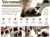 6 aylık Saf Siyam Erkek Yavru kedi Küçükyalı