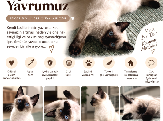 6 aylık Saf Siyam Erkek Yavru kedi Küçükyalı