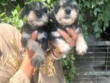 Minyatür schnauzer yavruları Mama ve malzeme Kampanyalı