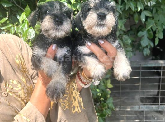 Minyatür schnauzer yavruları Mama ve malzeme Kampanyalı